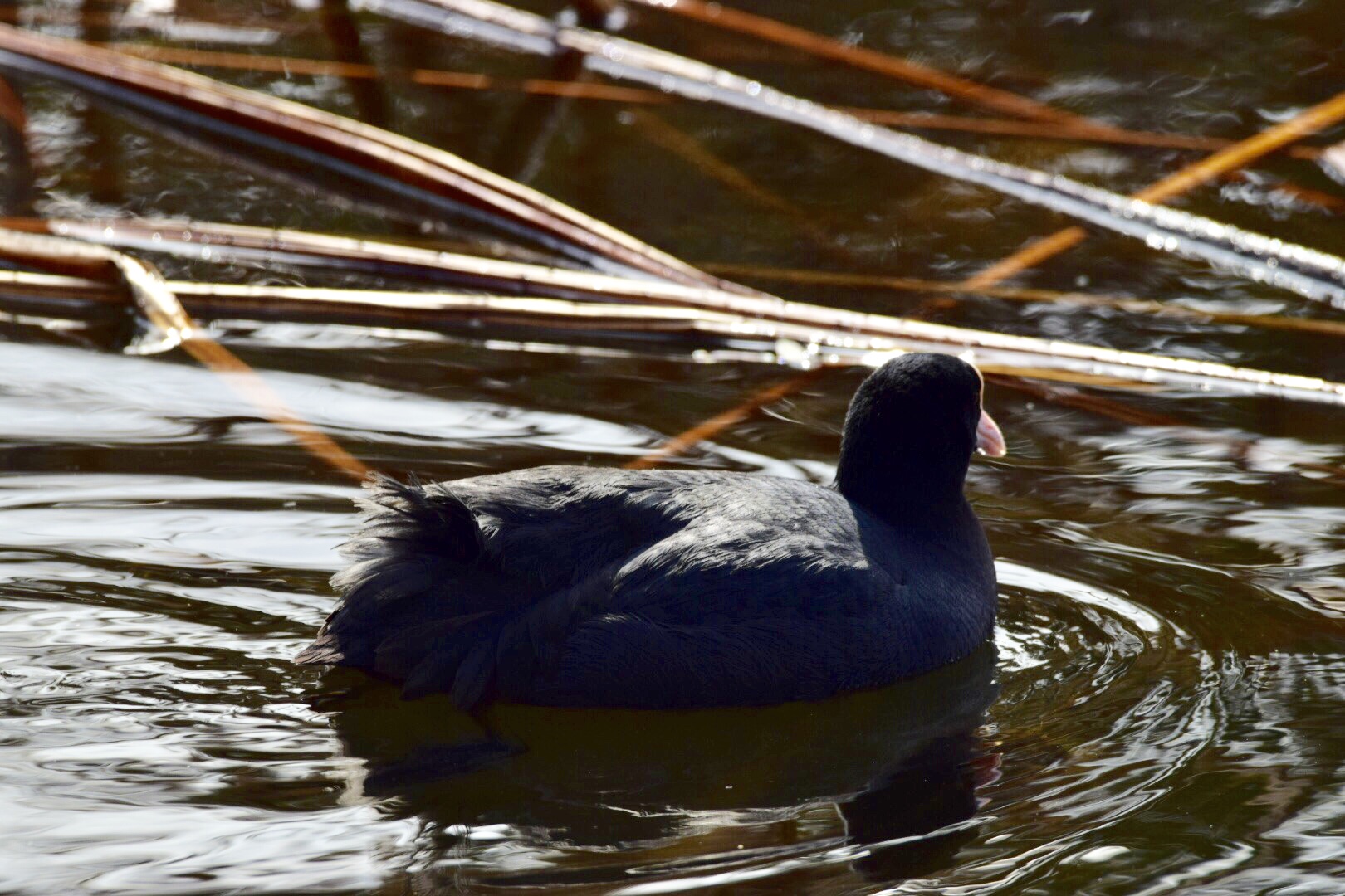 Photo of Eurasian Coot at Shinobazunoike by Buchiaz