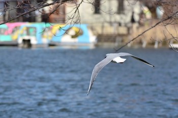 ユリカモメ 不忍池(上野恩賜公園) 2019年2月10日(日)