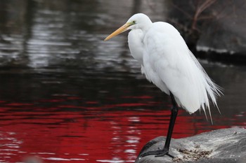 ダイサギ 公園 2019年2月11日(月)