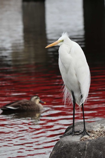 Great Egret 公園 Mon, 2/11/2019