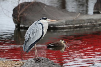 アオサギ 公園 2019年2月11日(月)