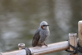 Brown-eared Bulbul 公園 Mon, 2/11/2019