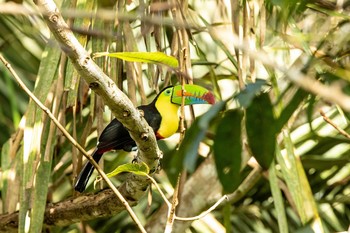 サンショクキムネオオハシ Plantation Road(Soberania NP) 2019年1月3日(木)