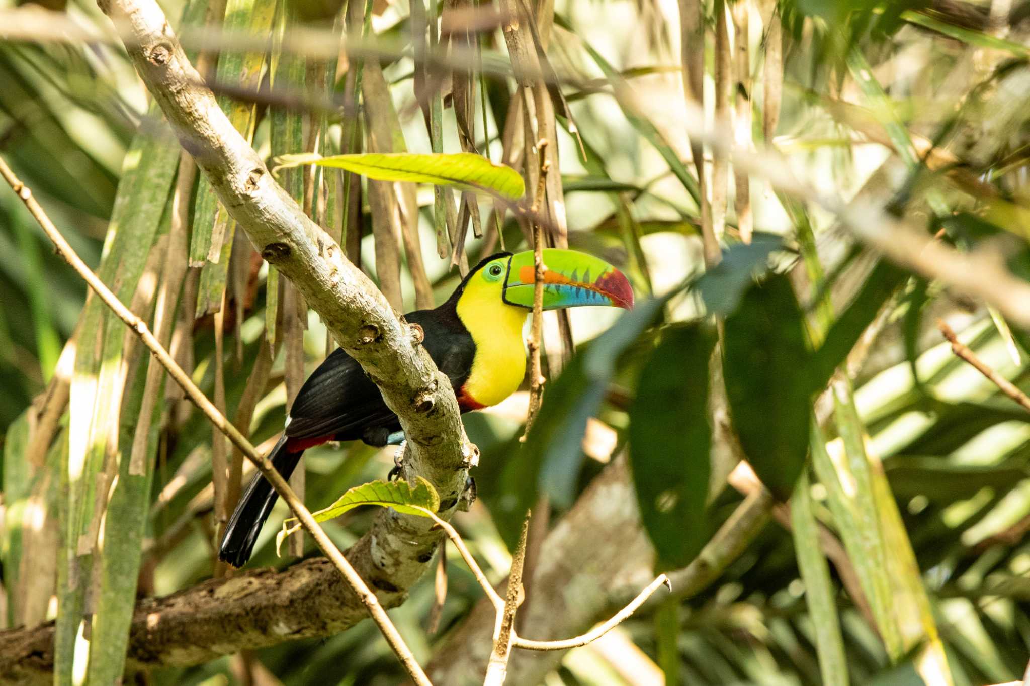 Photo of Keel-billed Toucan at Plantation Road(Soberania NP) by Trio