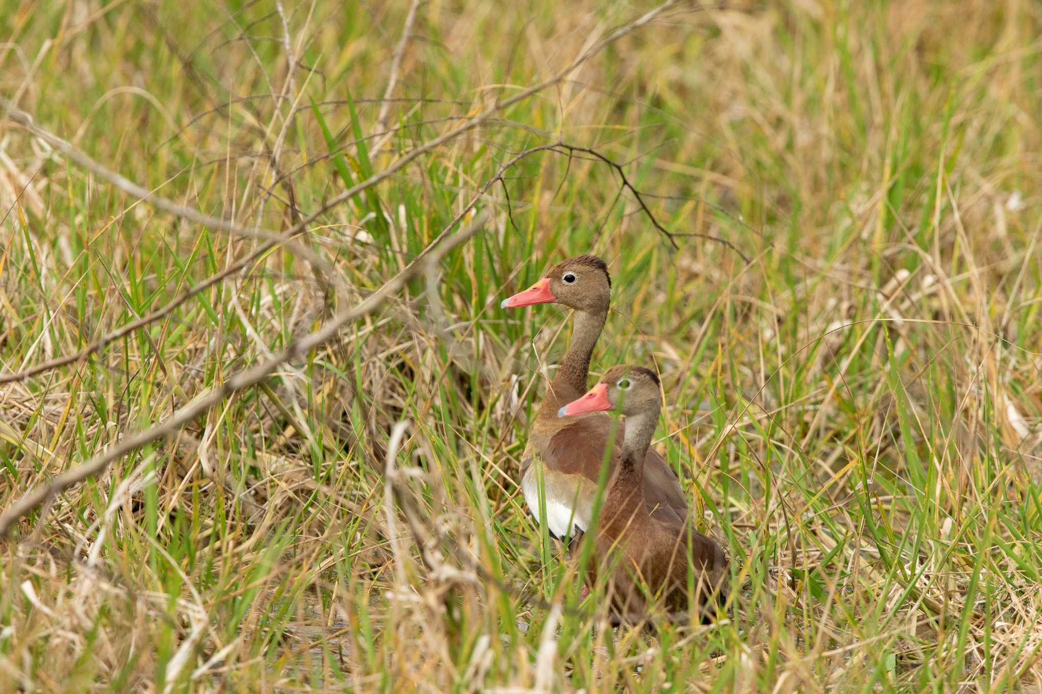 Photo of Black-bellied Whistling Duck at Ammo Dump Ponds by Trio