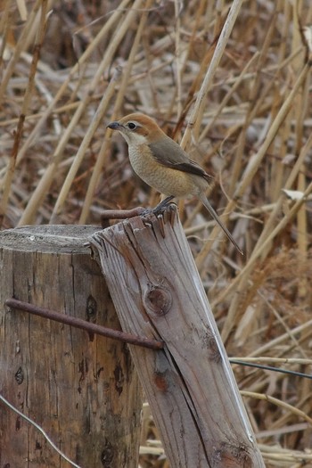 Bull-headed Shrike 荒川彩湖公園 Sun, 2/3/2019