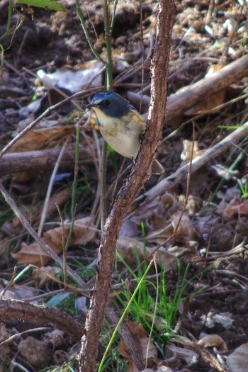 Red-flanked Bluetail Akigase Park Sun, 2/3/2019