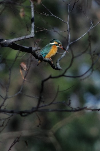 Common Kingfisher Akigase Park Sun, 2/3/2019