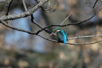 カワセミ 秋ヶ瀬公園 2019年2月3日(日)