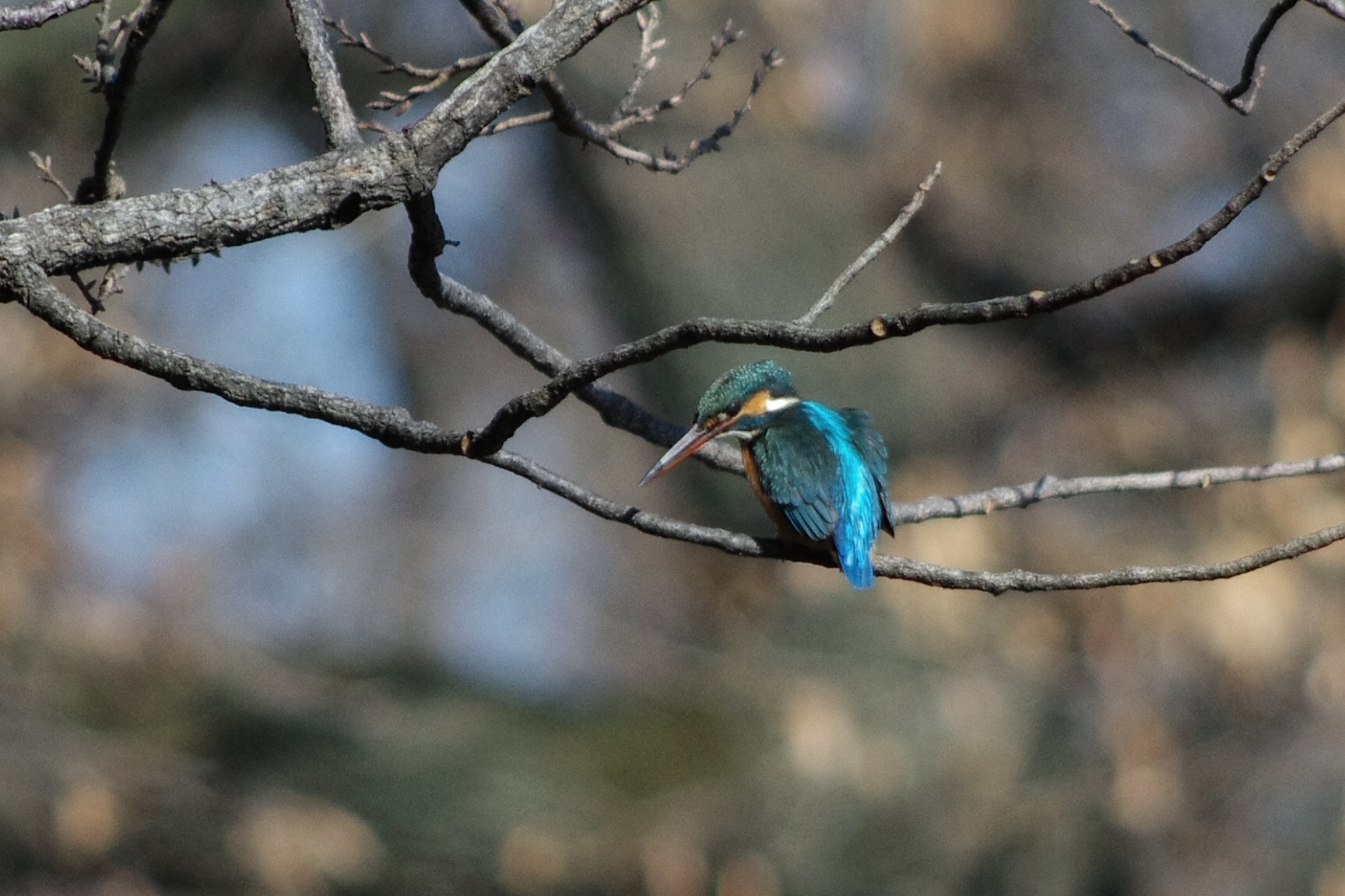 秋ヶ瀬公園 カワセミの写真 by zingo