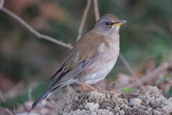 Pale Thrush Akigase Park Sun, 2/3/2019