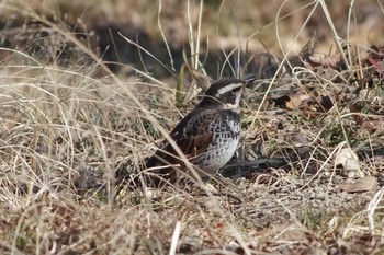 Dusky Thrush Akigase Park Sun, 2/3/2019