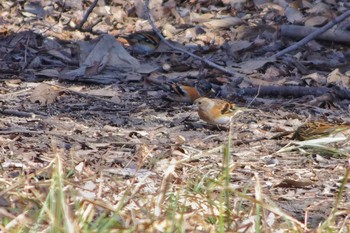 2019年2月3日(日) 秋ヶ瀬公園の野鳥観察記録