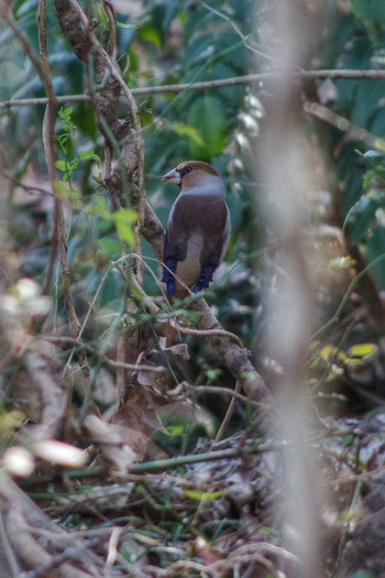 Hawfinch Akigase Park Sun, 2/3/2019