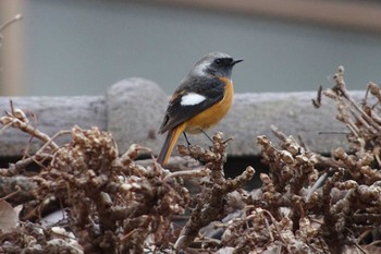 Daurian Redstart 東京都板橋区 Mon, 2/11/2019