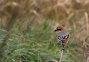 Bull-headed Shrike Unknown Spots Mon, 2/11/2019