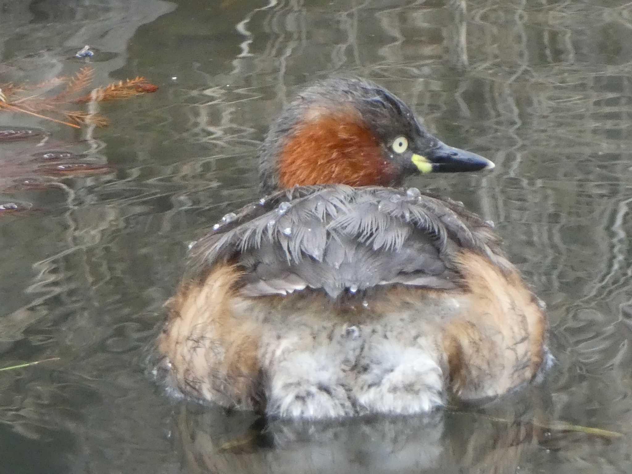 カイツブリ