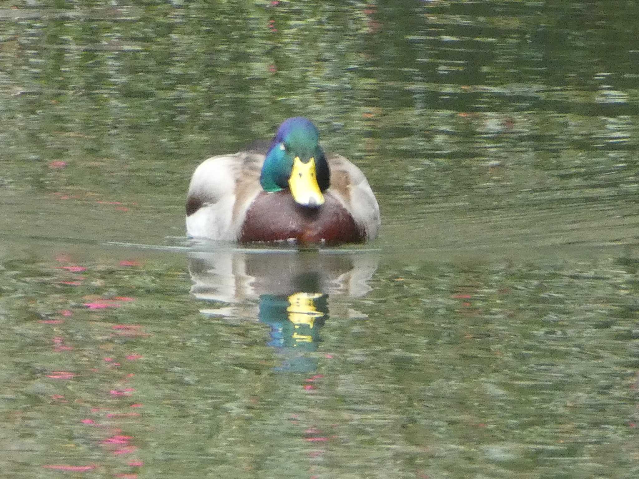 薬師池公園 マガモの写真 by Kozakuraband