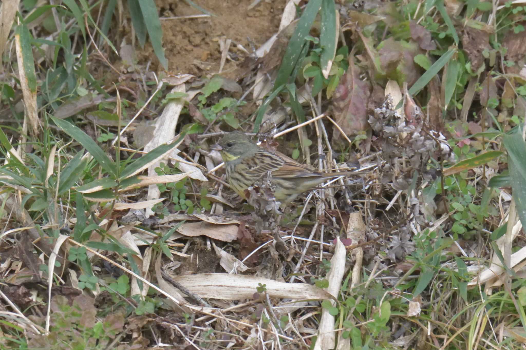 滋賀県甲賀市甲南町創造の森 アオジの写真 by masatsubo