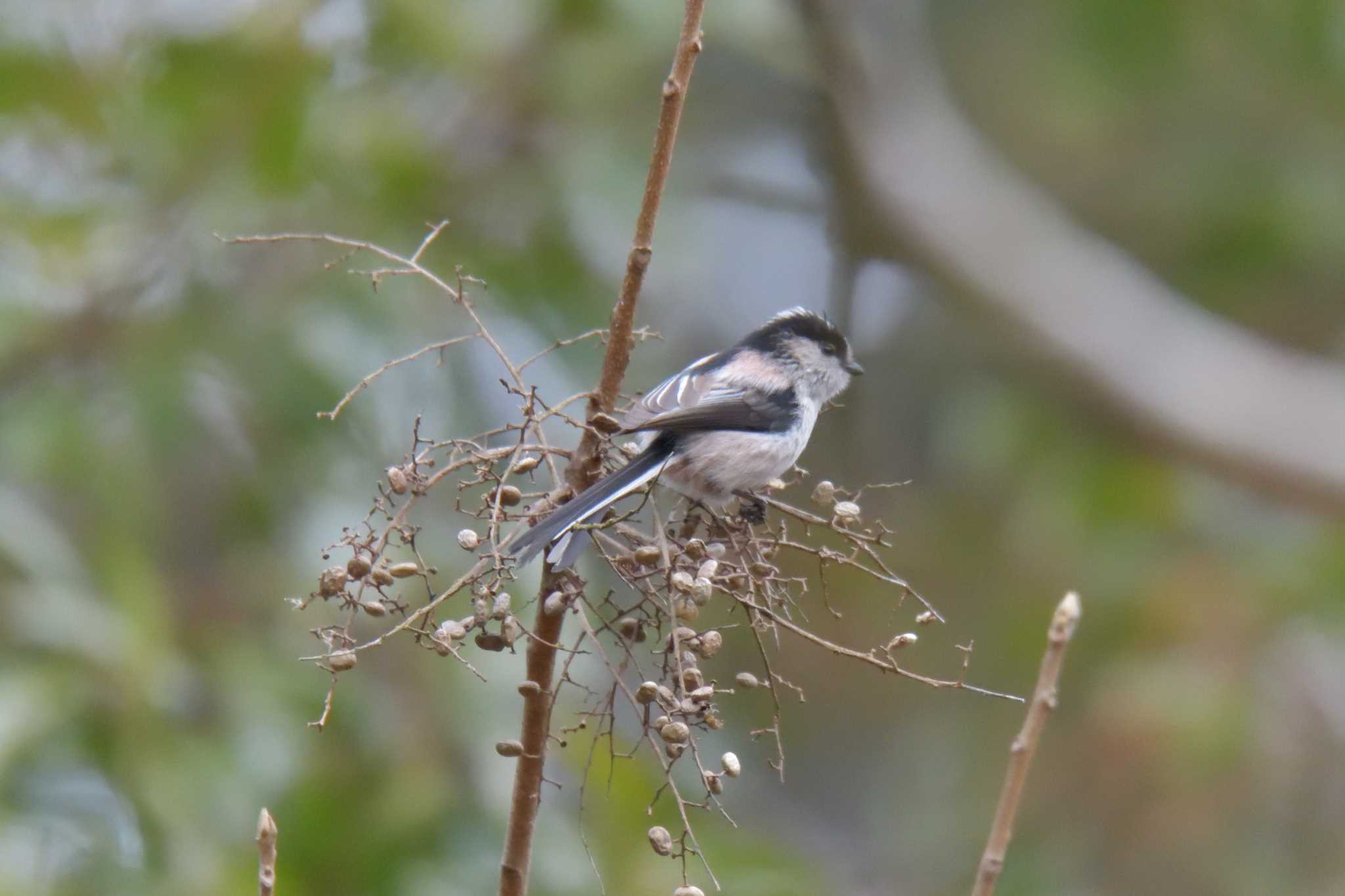 Long-tailed Tit