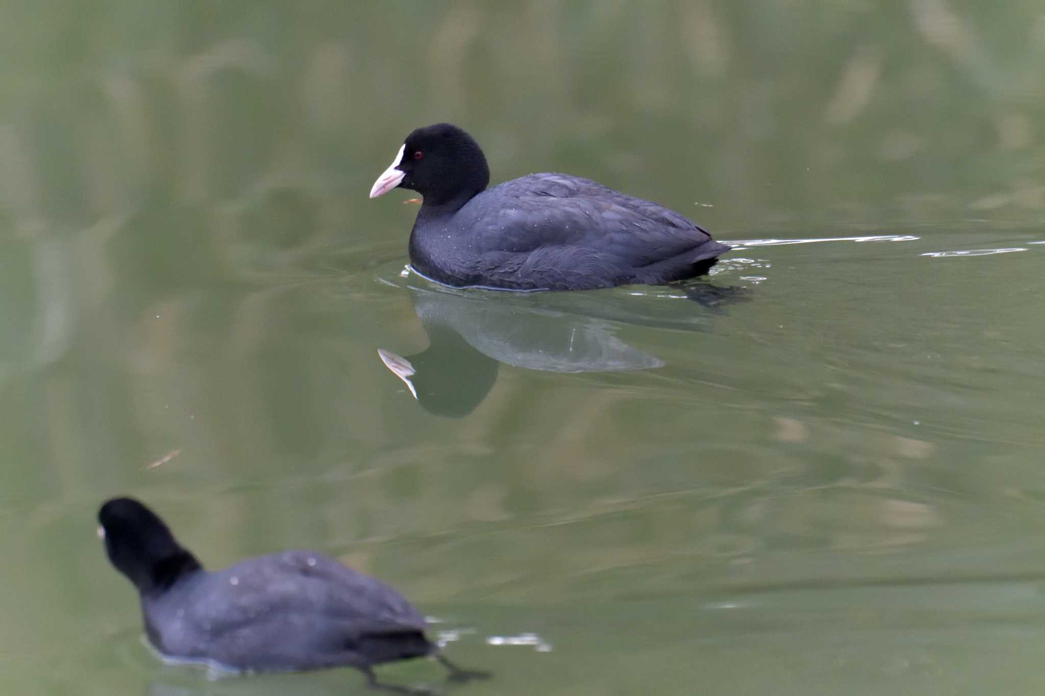 Eurasian Coot