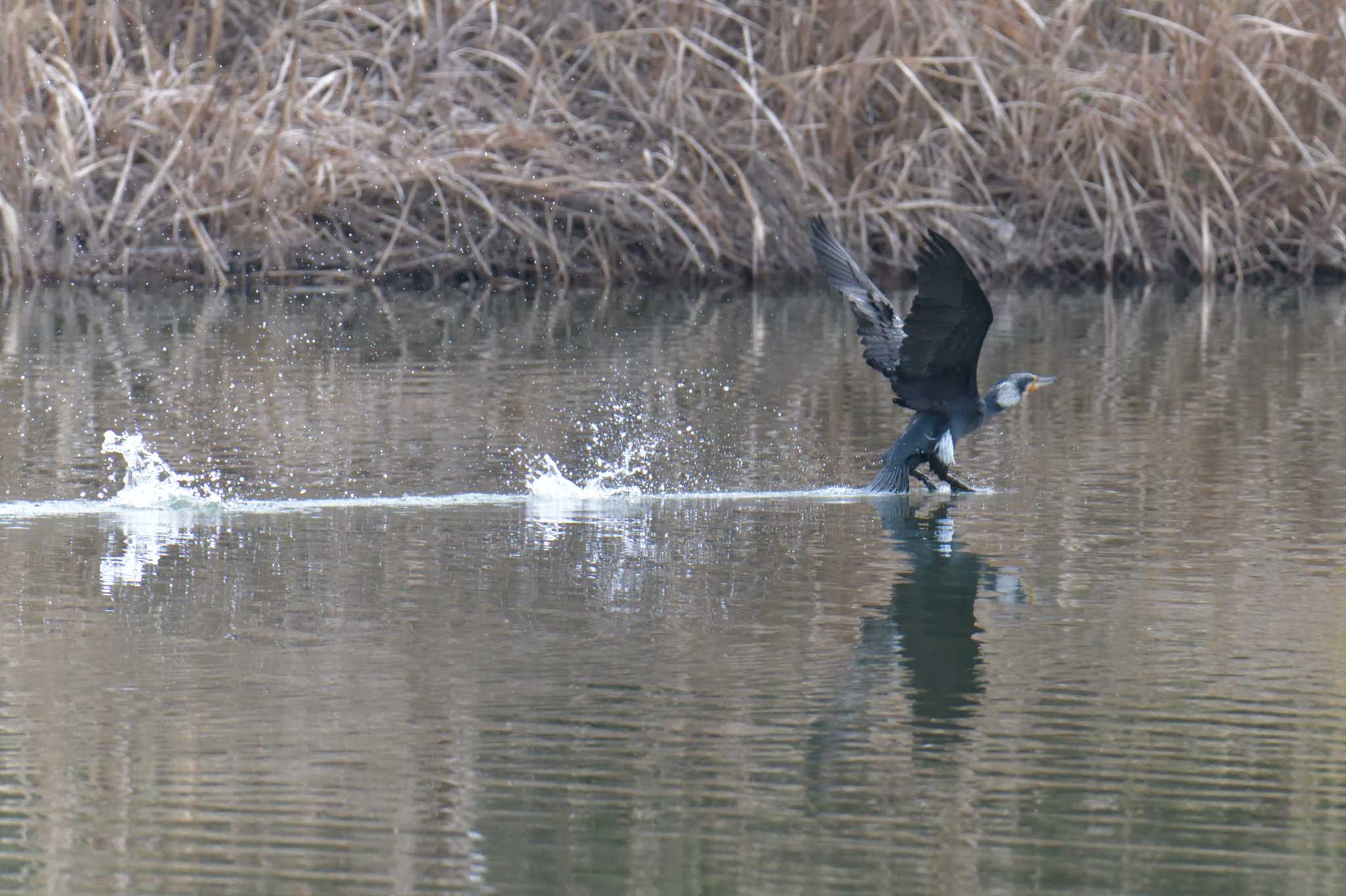 Great Cormorant