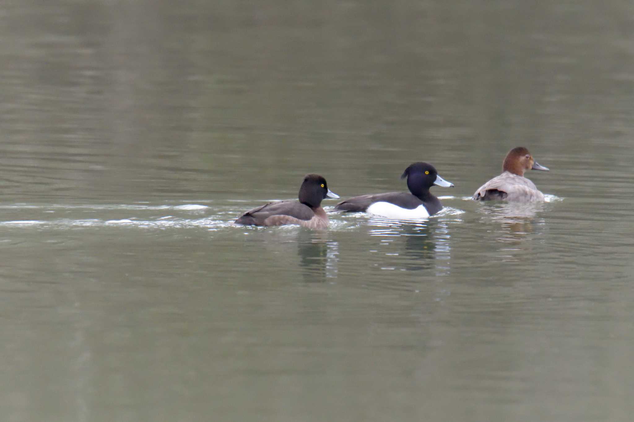 Tufted Duck