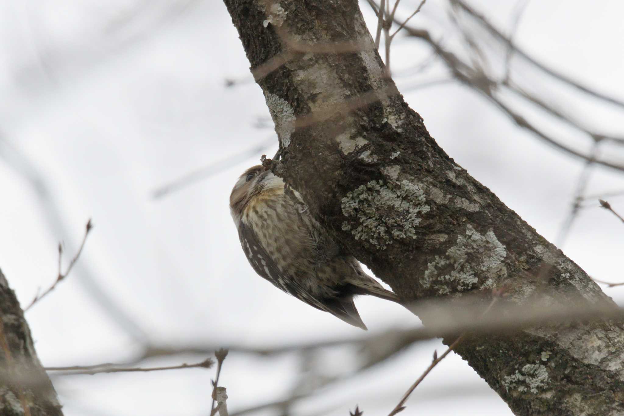 Japanese Pygmy Woodpecker