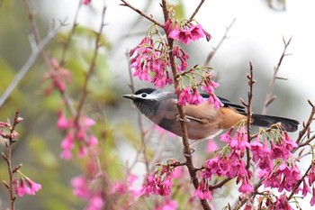 White-eared Sibia 大雪山国家森林遊楽区 Sat, 1/19/2019