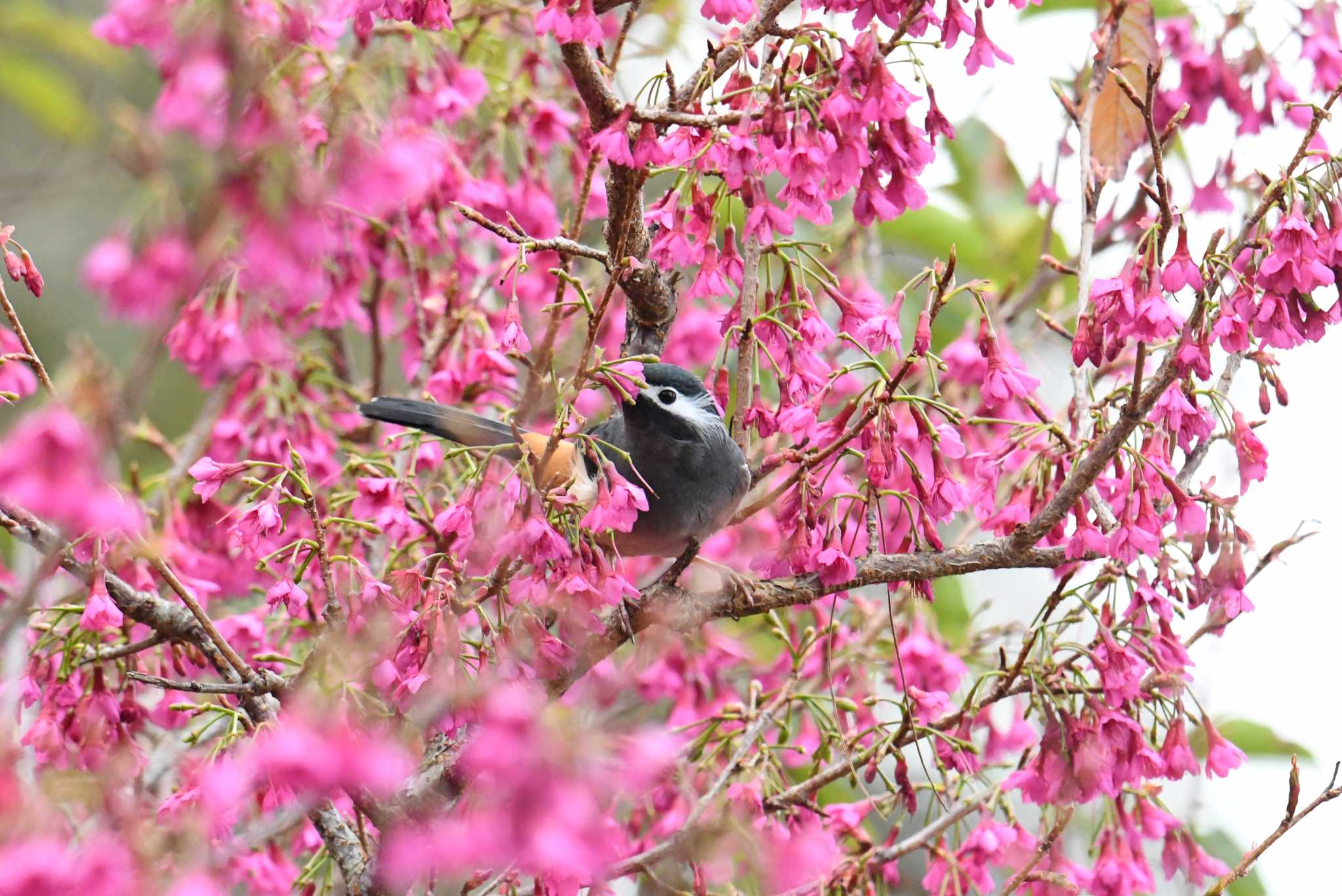 White-eared Sibia