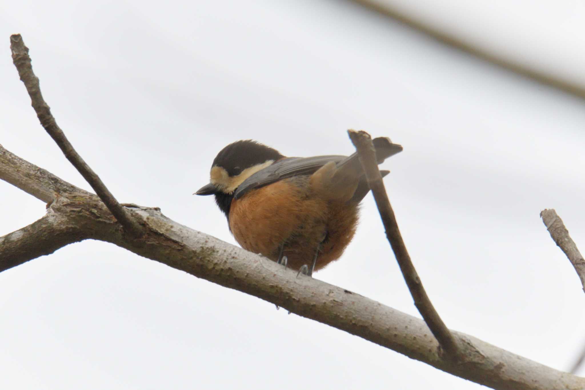 Varied Tit