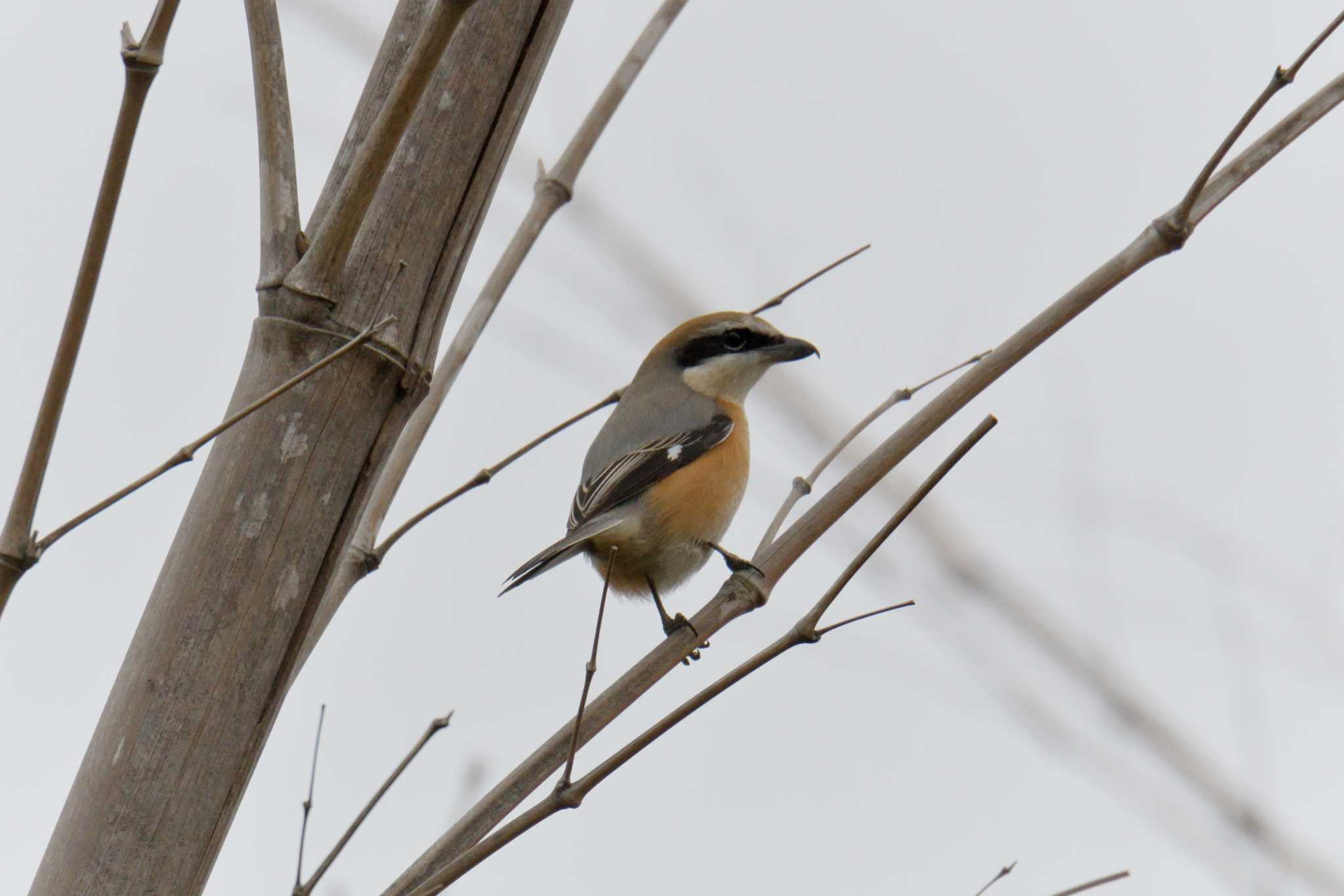 Bull-headed Shrike