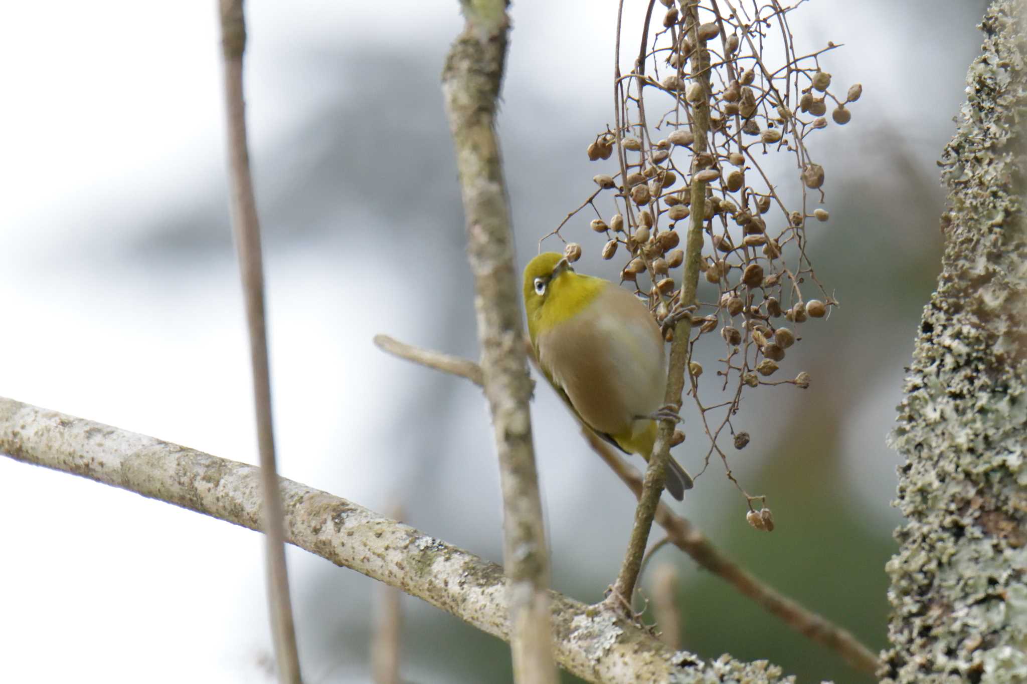 Warbling White-eye