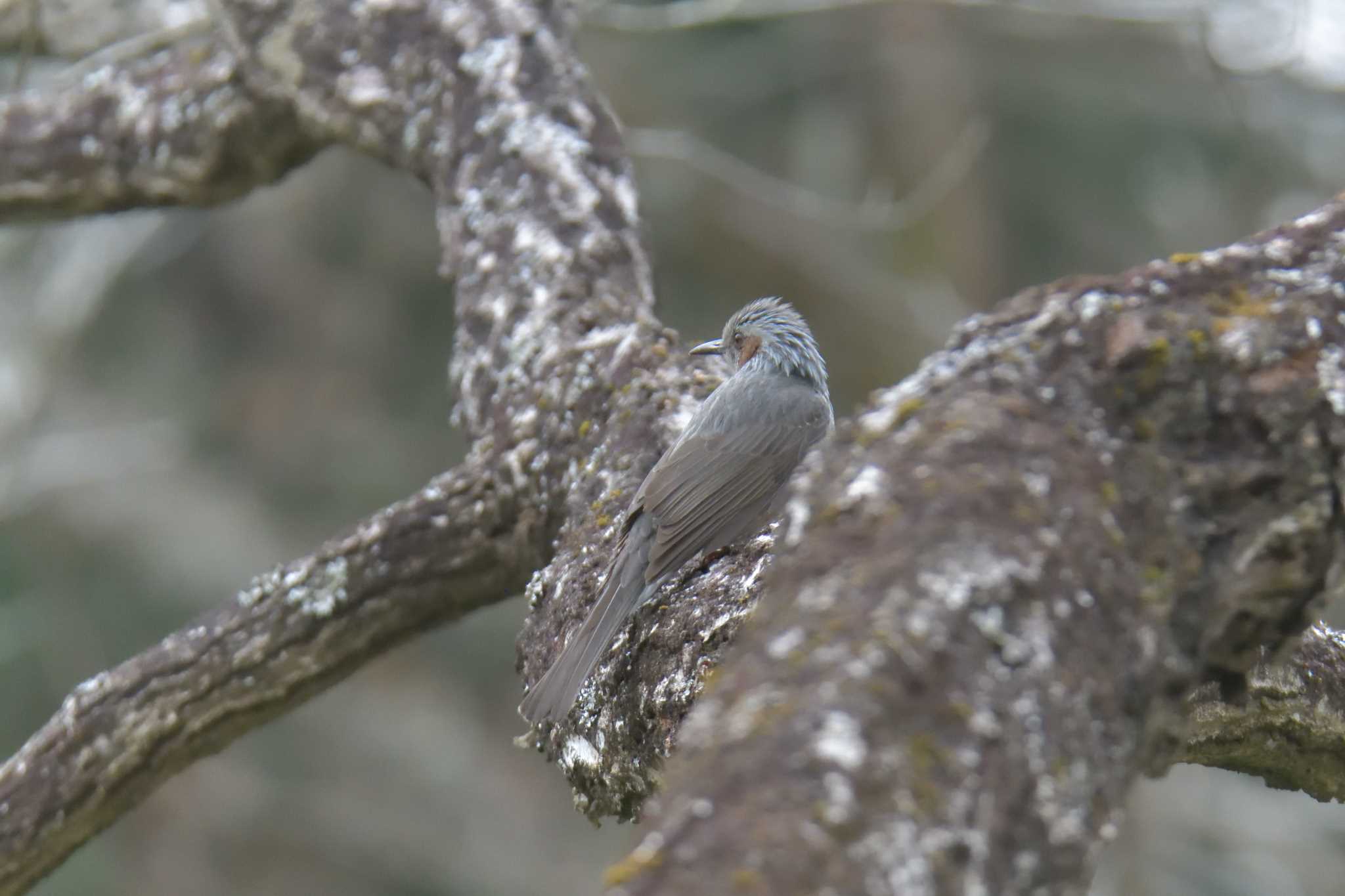 Brown-eared Bulbul