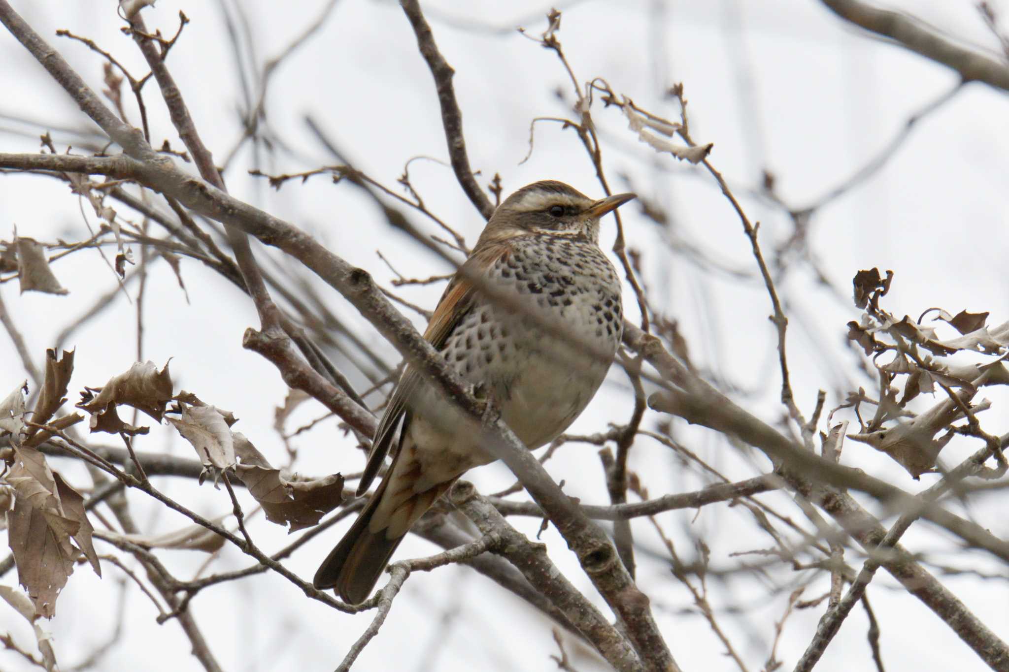 Dusky Thrush