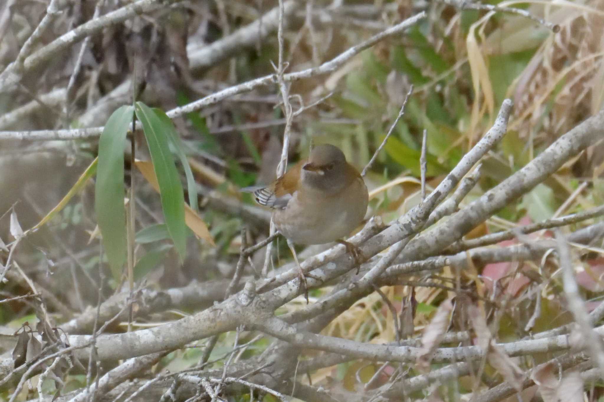 Pale Thrush