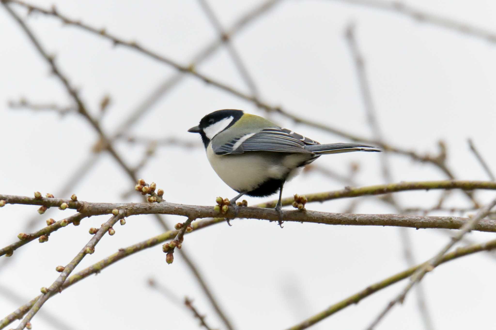 Japanese Tit