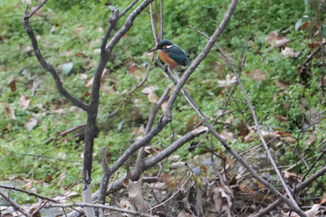 Common Kingfisher