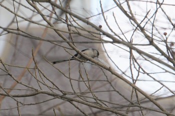 Long-tailed Tit 昆陽池 Sun, 2/10/2019