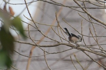 エナガ 昆陽池 2019年2月10日(日)