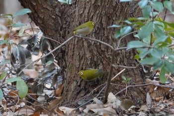 2019年2月10日(日) 昆陽池の野鳥観察記録