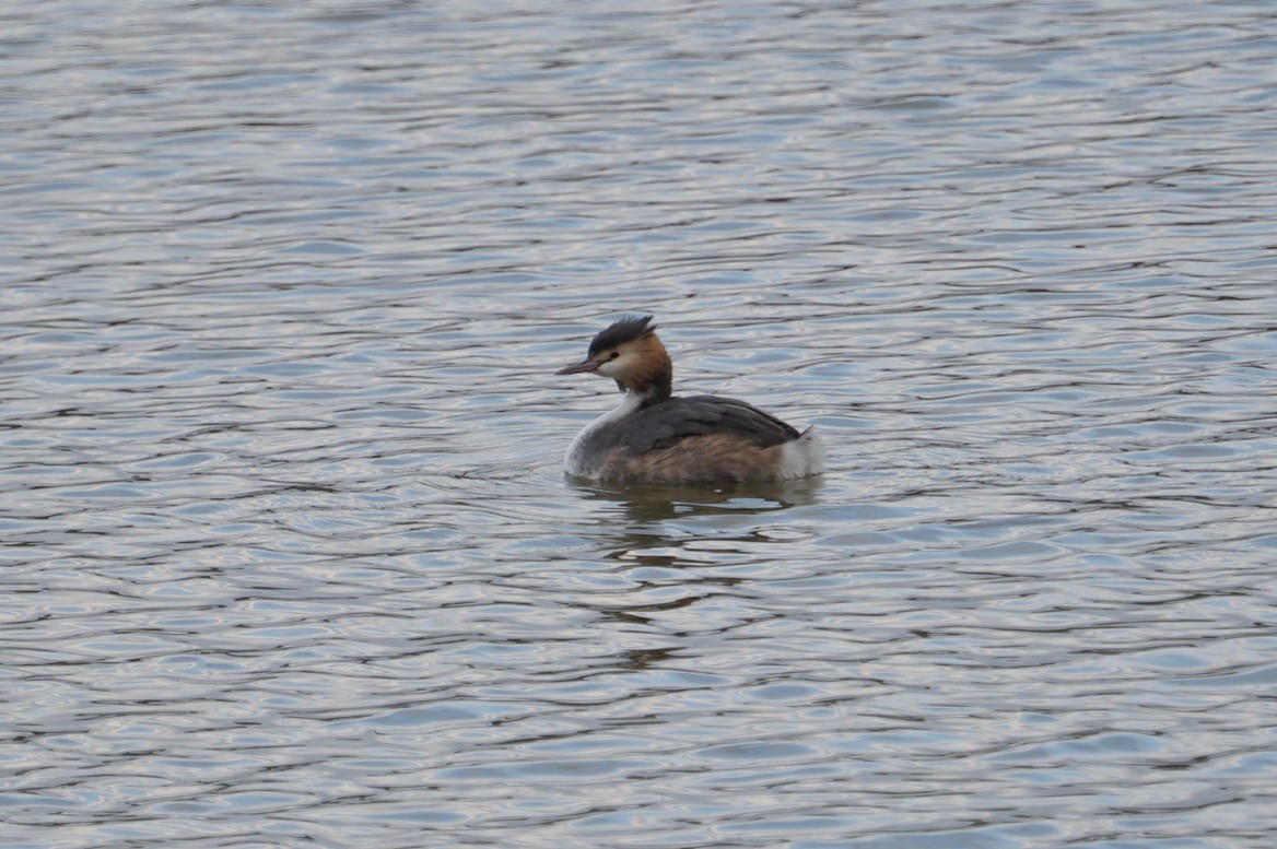 Great Crested Grebe