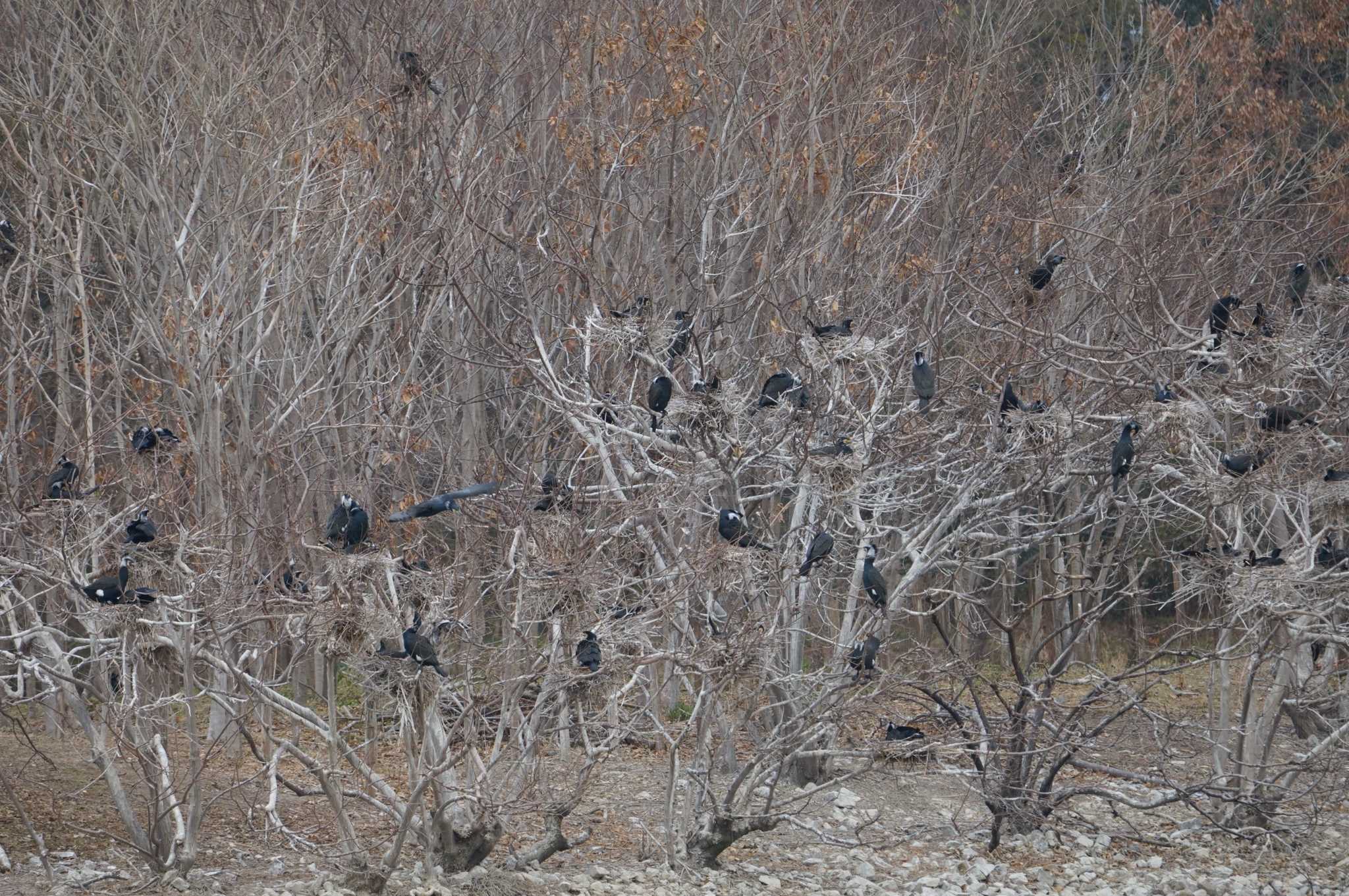 Great Cormorant