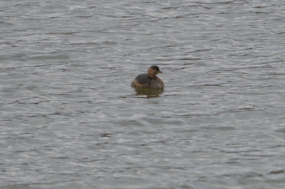 Little Grebe