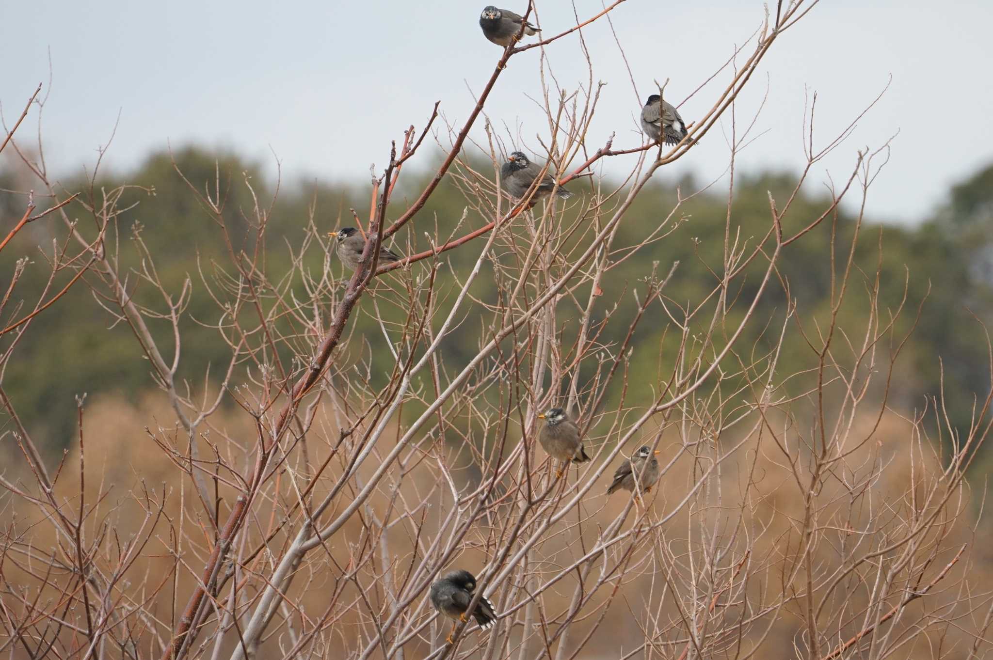 White-cheeked Starling