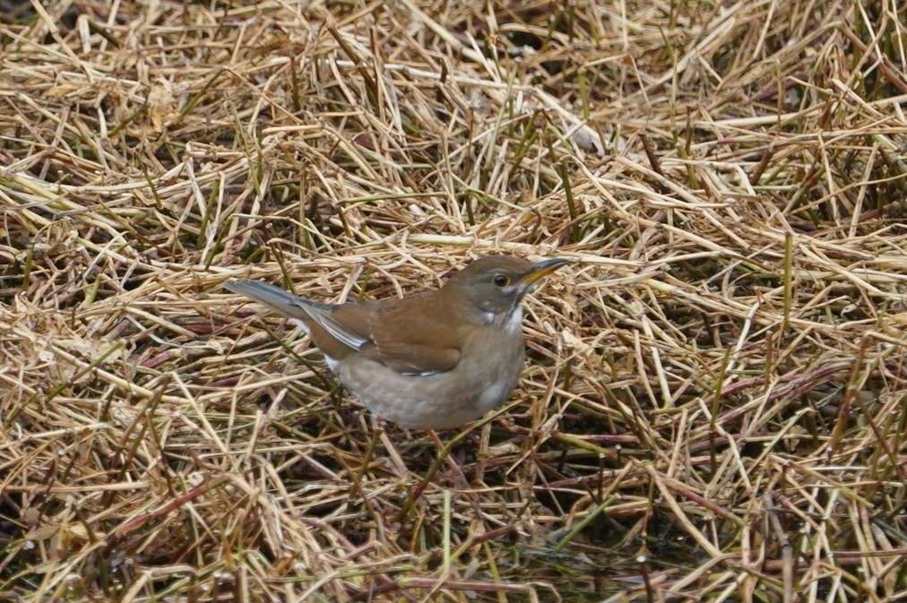 Pale Thrush