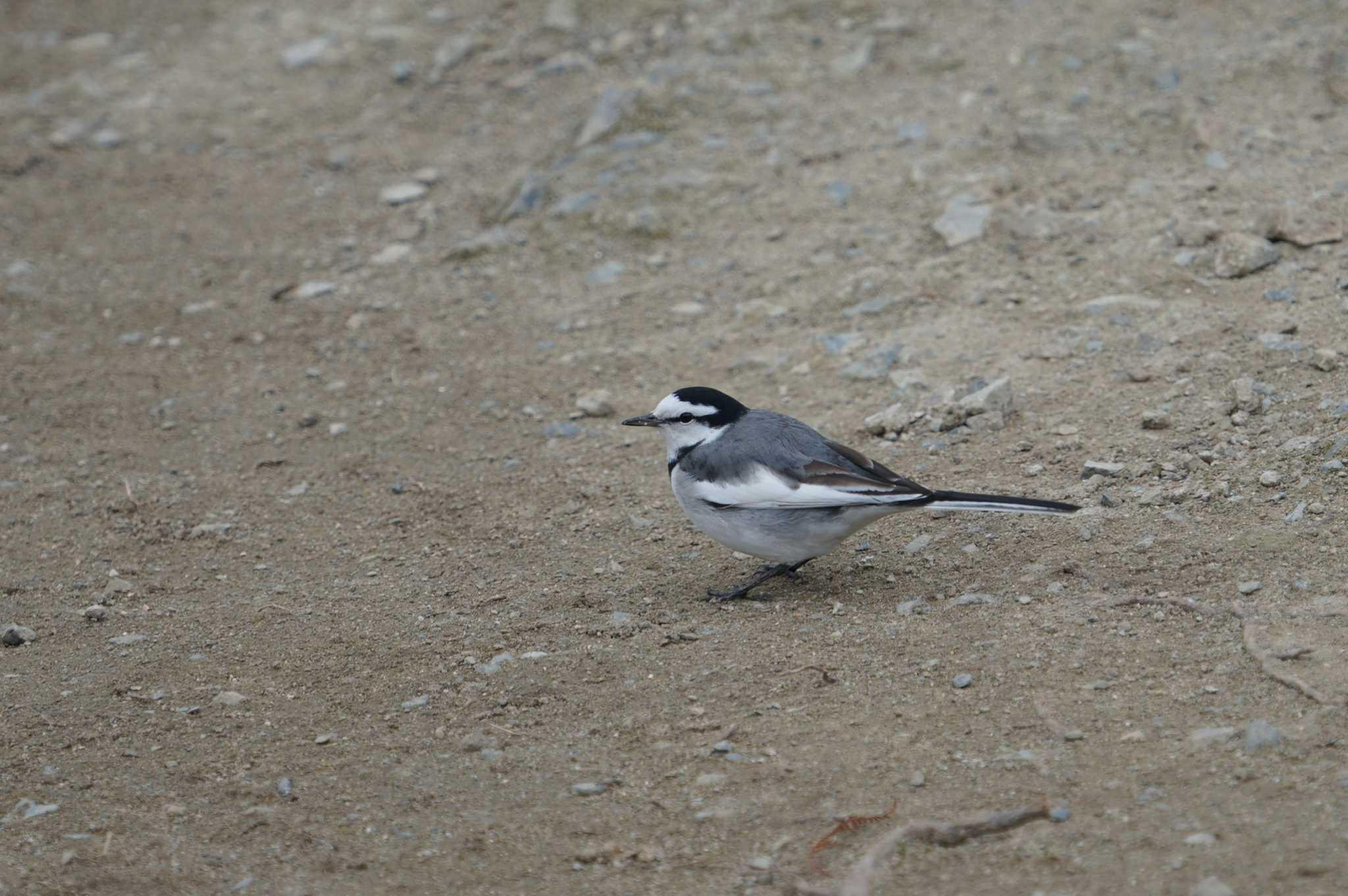 White Wagtail