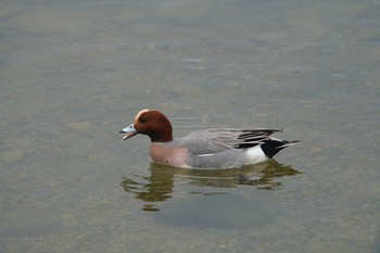 ヒドリガモ 昆陽池 2019年2月10日(日)