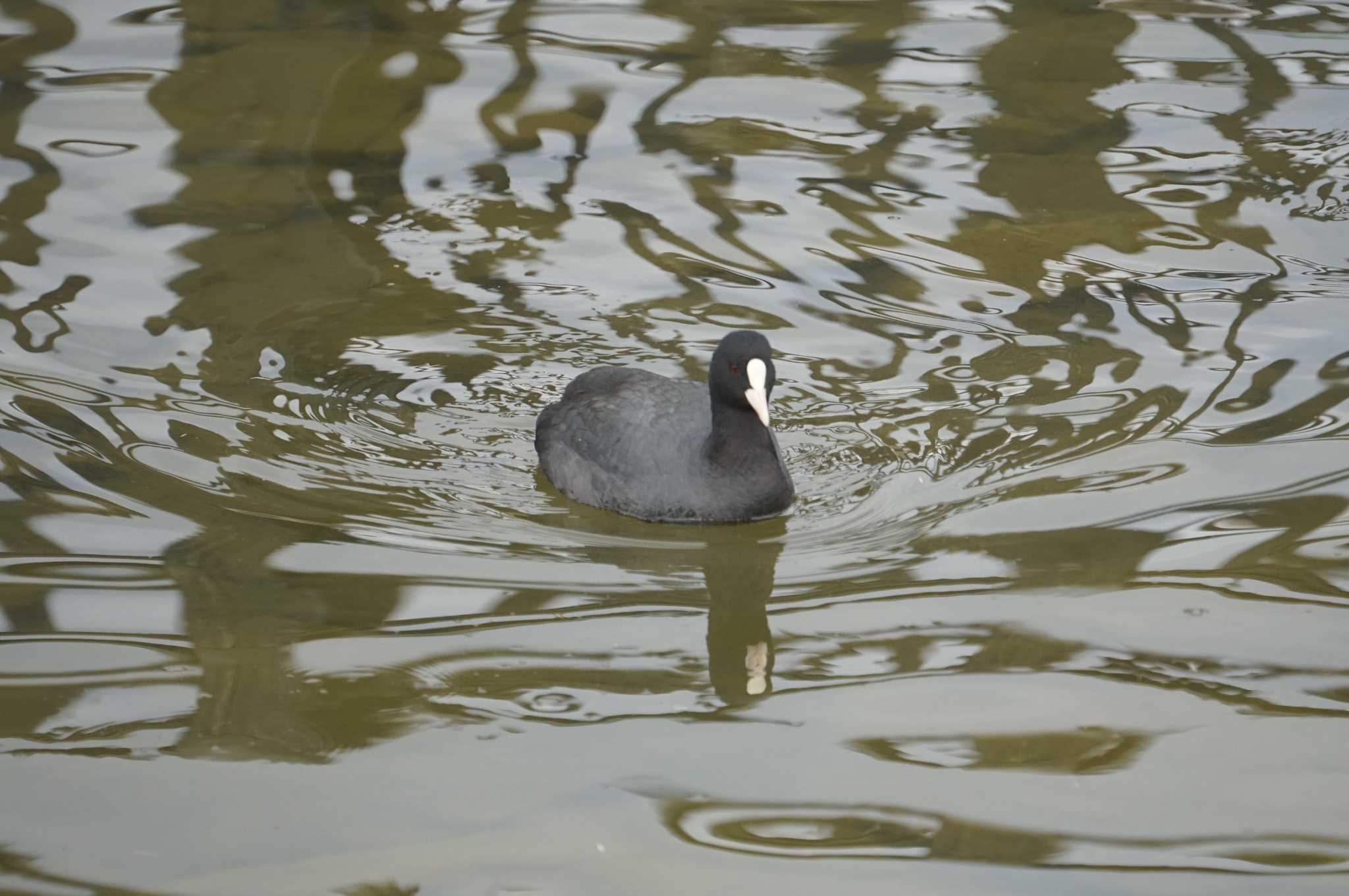 Eurasian Coot