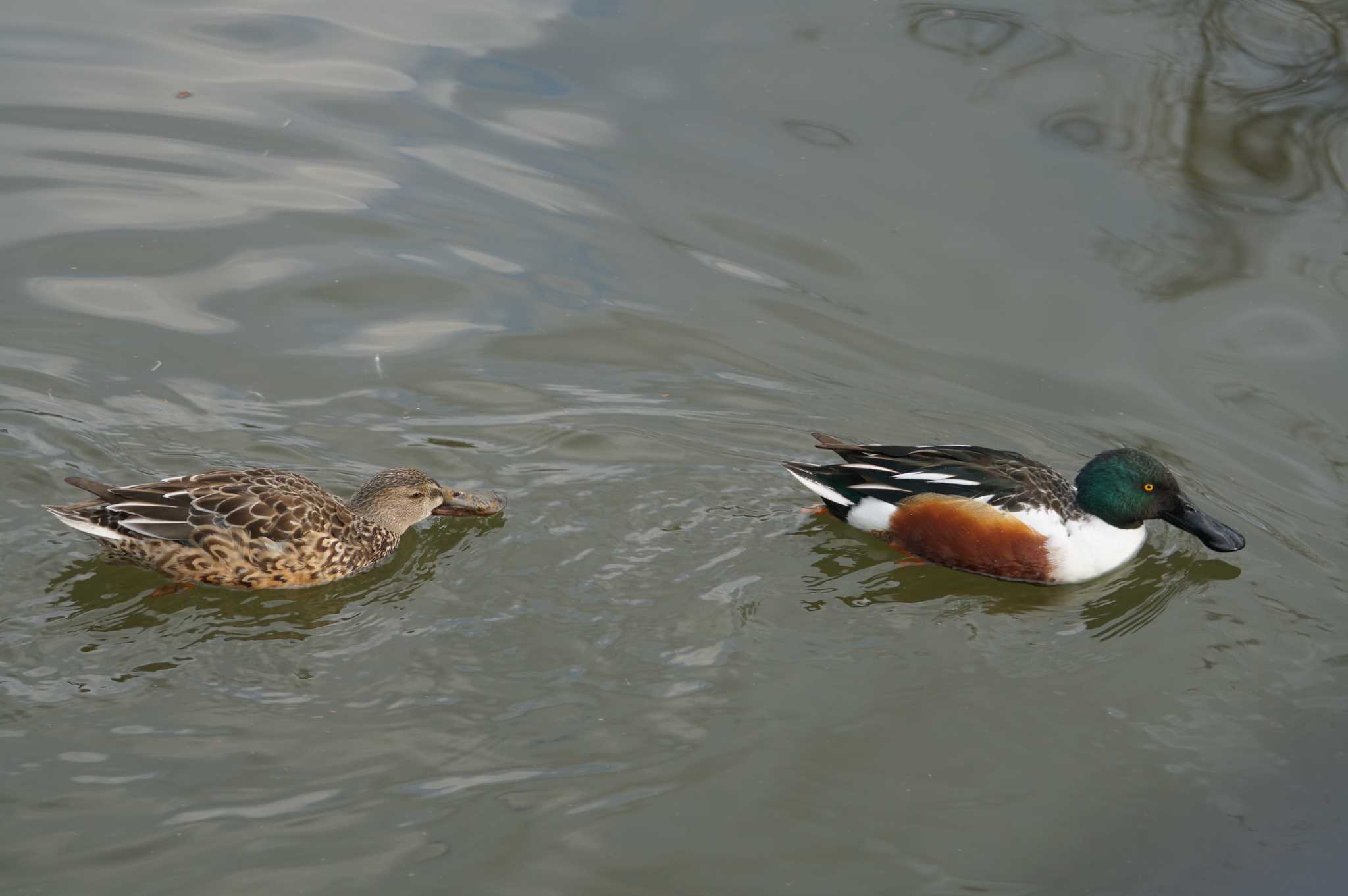 Northern Shoveler